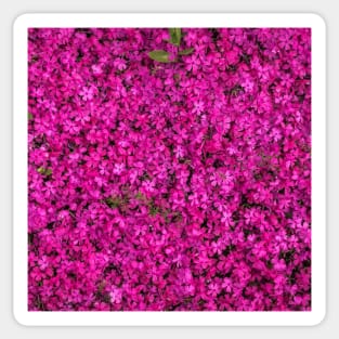 Pink Blooming Flowers Sticker